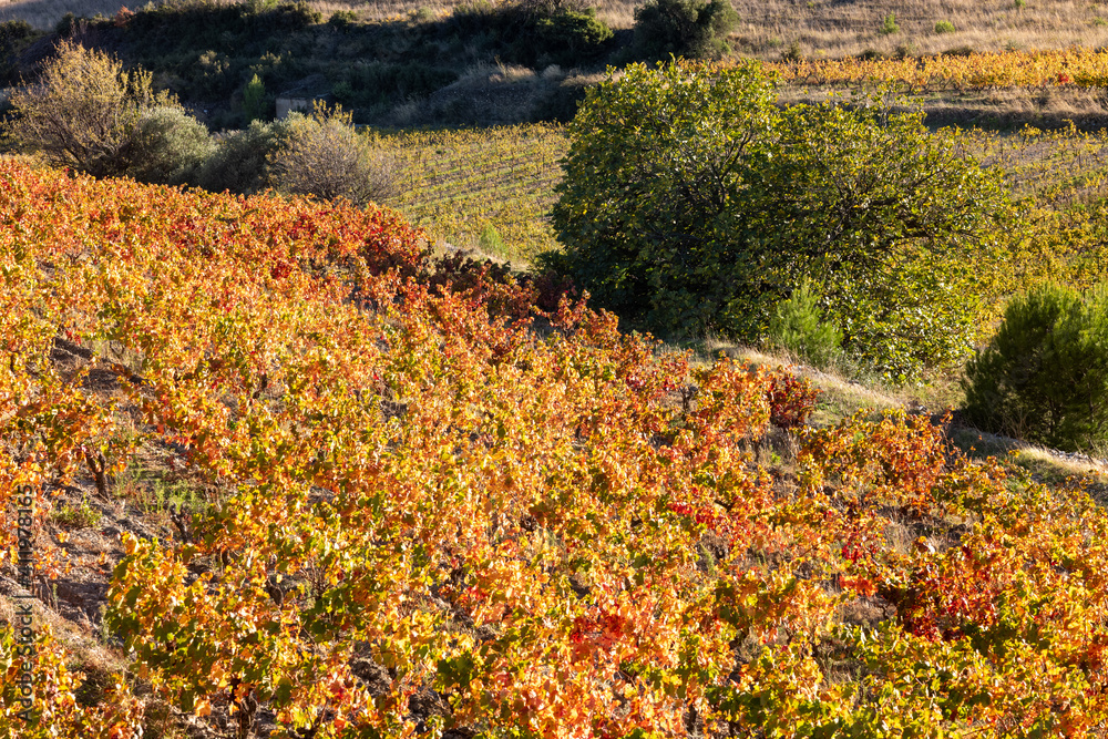 vineyard in autumn vineyard in autumn