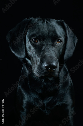 Black Labrador Portrait on black background