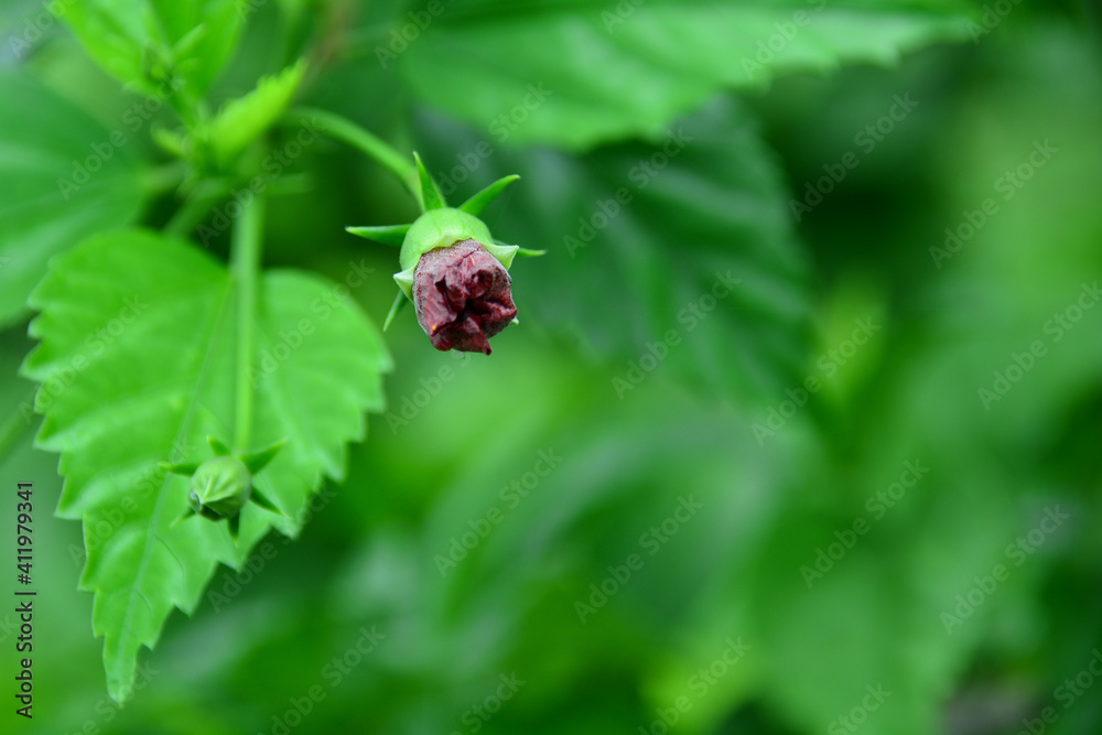 Botão de flor Botão de flor