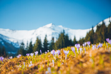 Acrylglasbilder Blau Alpine pastures are covered magic crocus flowers on spring High Tatras mountains.  © Leonid Tit