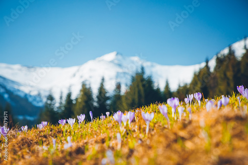 Fototapeta Naklejka Na Ścianę i Meble -  Alpine pastures are covered magic crocus flowers on spring High Tatras mountains.
