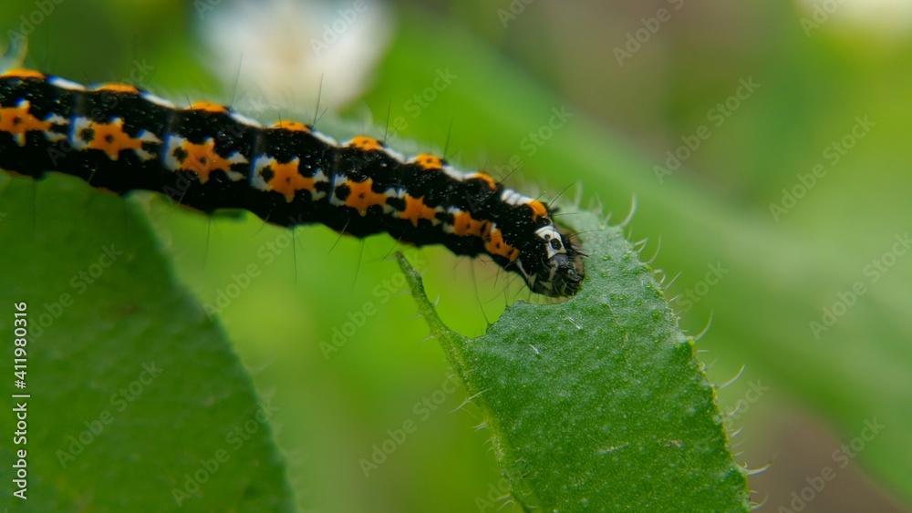 black caterpillar on green leaf