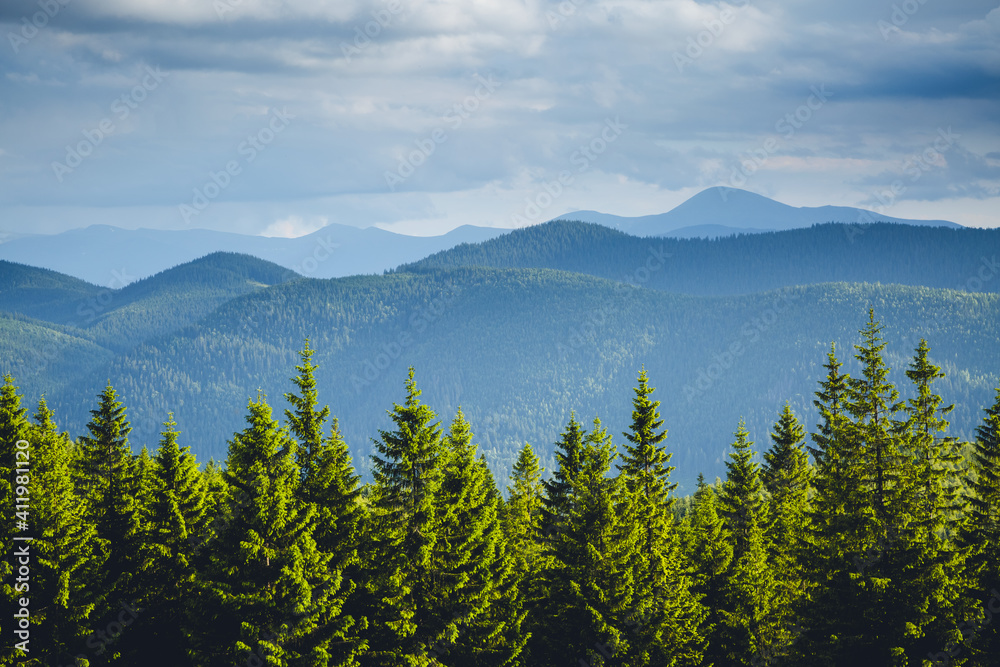 Majestic green mountains and coniferous forest. Location place of Carpathian mountains, Ukraine.