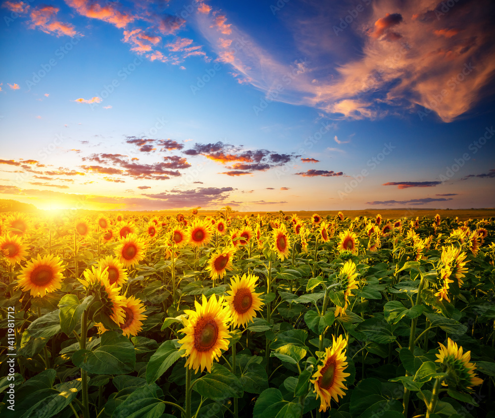 Attractive scene of vivid yellow sunflowers in the evening.