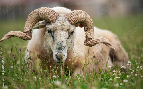 Sheep with twisted horns, (Traditional Slovak breed - Original Valaska ) resting in spring meadow grass