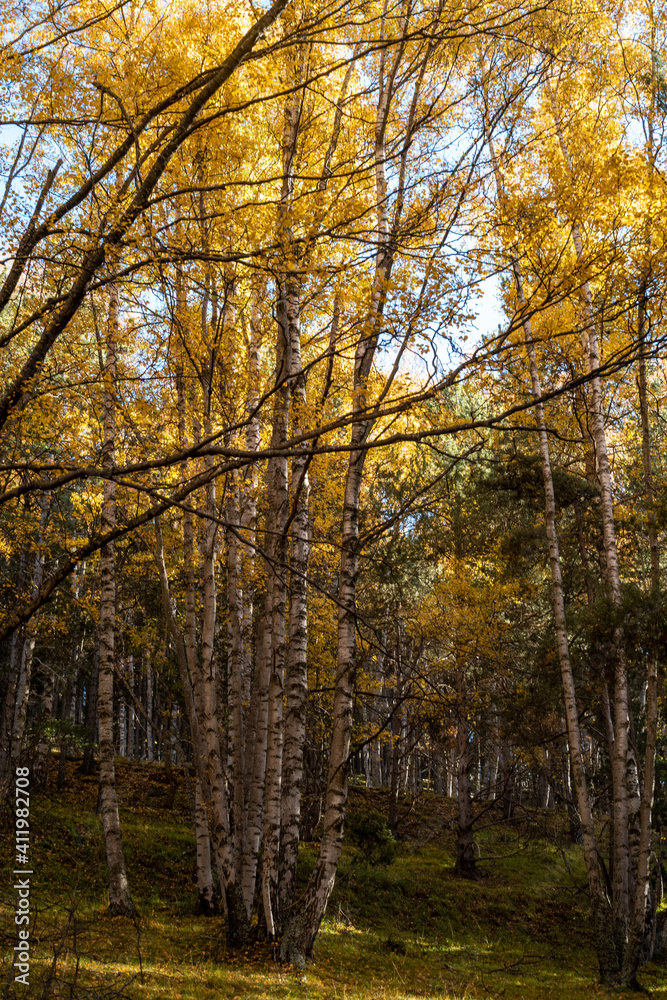 autumn in the park