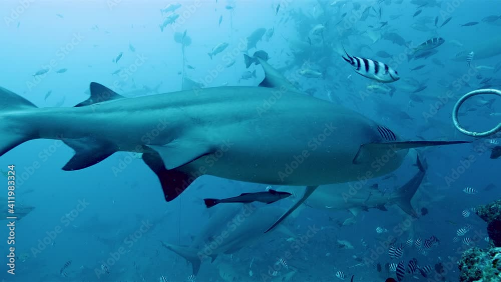 Bull shark and lemon shark swimming underwater with striped tropical fish Bull shark and lemon shark swimming underwater with striped tropical fish