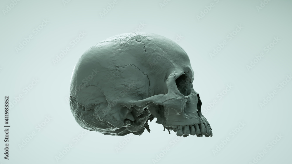 Human skull in full face on saturated colors on a light background. The concept of death, horror. Spooky Halloween symbol, virus. 3d render illustration. Human skull in full face on saturated colors on a light background. The concept of death, horror. Spooky Halloween symbol, virus. 3d render illustration.