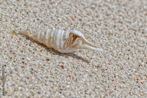 Sheltering hermit crab in the white shell photo