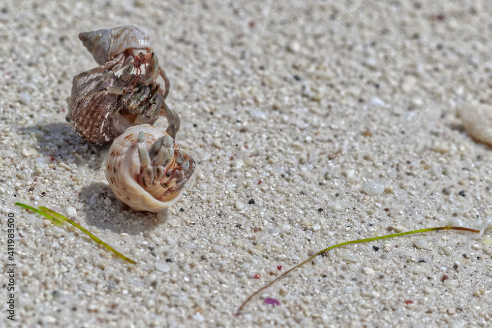 Three hermit crabs in the stolen shells fighting with eachother