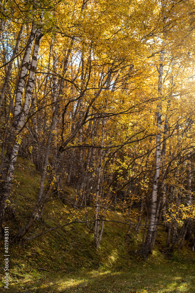 Obraz premium autumn in the forest