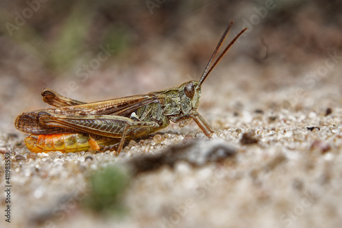 Meadow grasshopper on sand, Masovia, Poland © ale_kosa