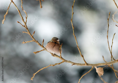 The house sparrow, passer domesticus, small bird sitting on the twig in winter time, coloured pale brown and grey.