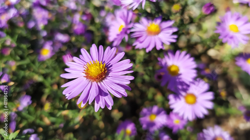 purple asters that have yellow cores