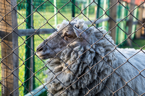 owca za ogrodzeniem z siatki