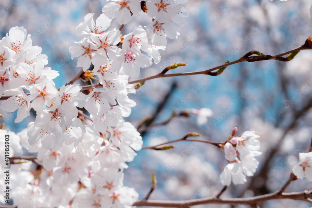Beautiful cherry blossoms. sakura flowers in korea. travel spring time. 