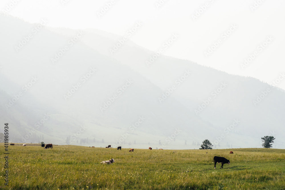 Beautiful scenery with calves and cows grazing in meadow in mountain countryside. Scenic green mountain landscape with farm animals in green field. Mountain pasture with calf and cows in green grass.