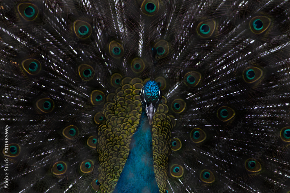 Obraz premium クジャク正面