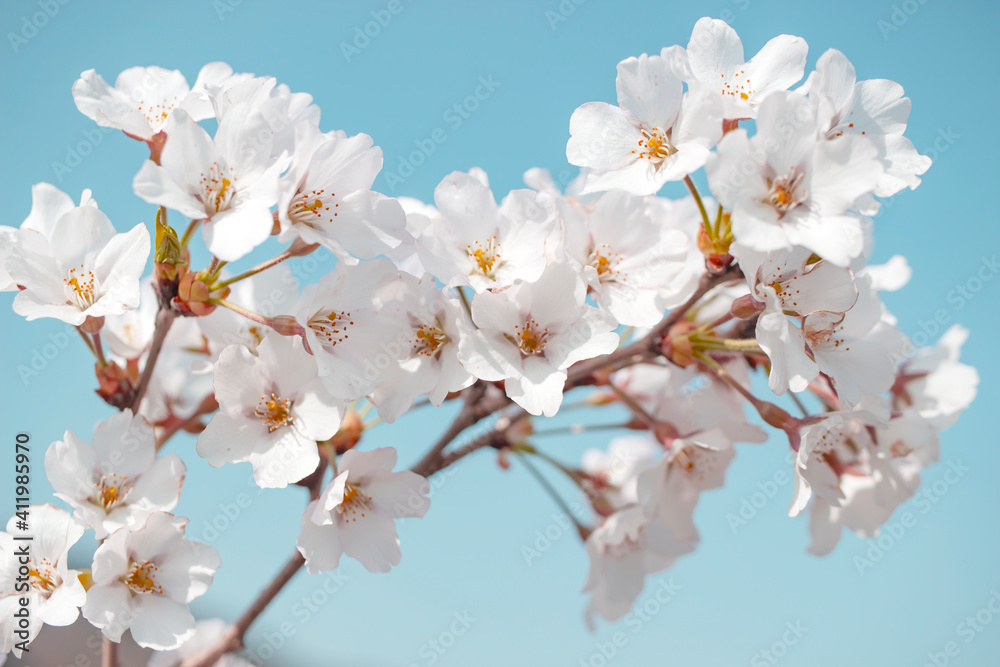 Beautiful cherry blossoms. sakura flowers in korea. travel spring time. Beautiful cherry blossoms. sakura flowers in korea. travel spring time.