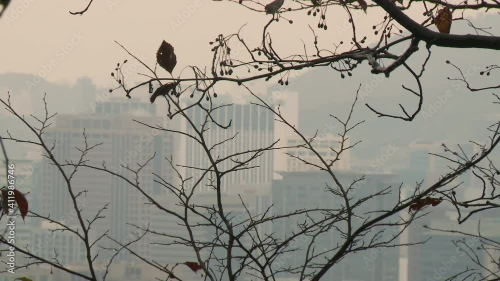 Static camera, selective focus on the twigs of the branches of a tree. In the misty background, a typical, extremely polluted korean city landscape.