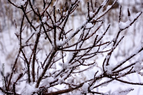 Bare Tree Branches Covered in Snow © Michael