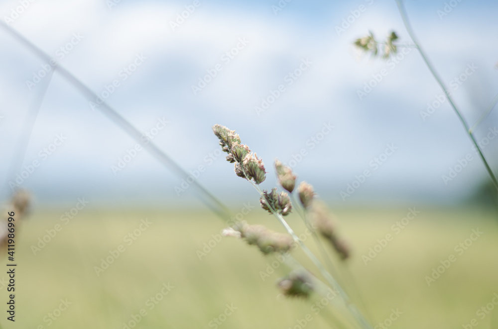 Fototapeta premium grain in the field