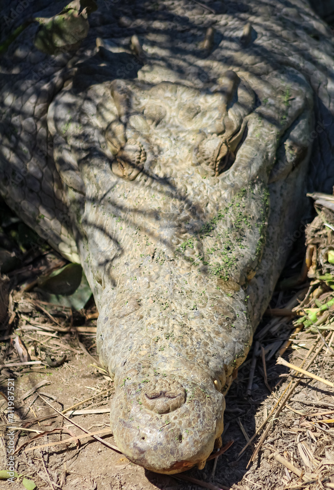crocodile in the water crocodile in the water