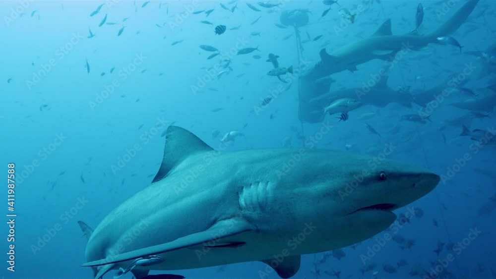 Sharks and tropical fish waiting to be fed in Beqa Island waters Sharks and tropical fish waiting to be fed in Beqa Island waters