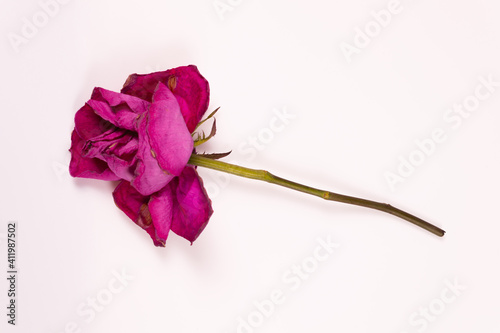 lilac blossoming rose lies horizontally with petals in different directions