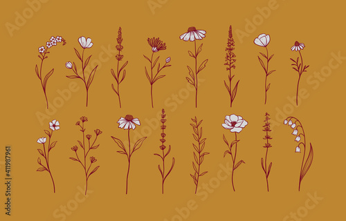 Set of Herbs and Wild Flowers. Hand drawn floral elements. Vector illustration
