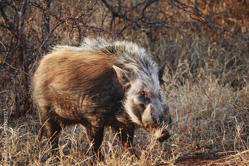 Animals in the wild - African bushpig in the Kruger National Park, South Africa photo