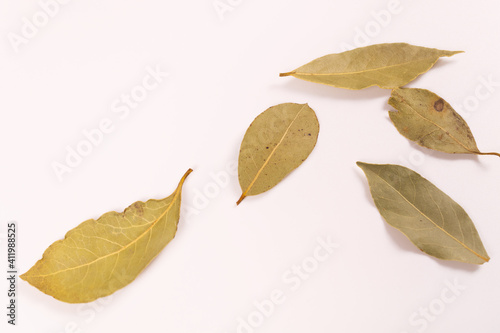 yellow-green bay leaves lie close to each other