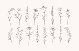 Set of Herbs and Wild Flowers. Hand drawn floral elements. Vector illustration
