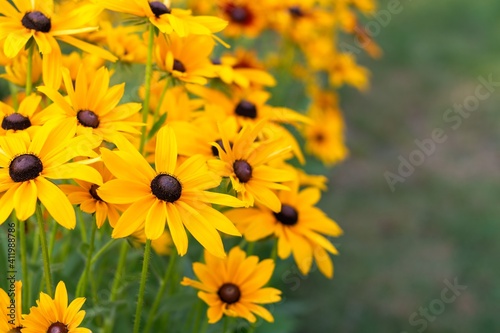 Rudbeckia (coneflowers and black-eyed-susans) blooming in the garden - beautiful, yellow flowers, background, wallpaper © Maciej
