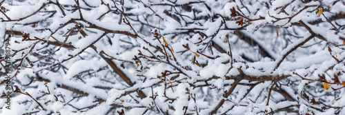 Snow on the branches of trees and bushes after a snowfall. Beautiful winter background with snow-covered trees. Plants in a winter forest park. Cold snowy weather. Cool panoramic texture of fresh snow