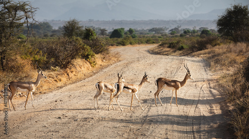 Animals in the wild - Part of a Grant's gazelles herd crossing the road - Samburu National Reserve, North Kenya