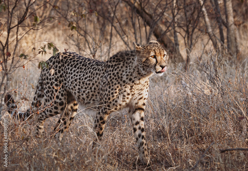 Animals in the wild - Cheetah in Kruger National Park, South Africa