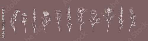Set of Herbs and Wild Flowers. Hand drawn floral elements. Vector illustration