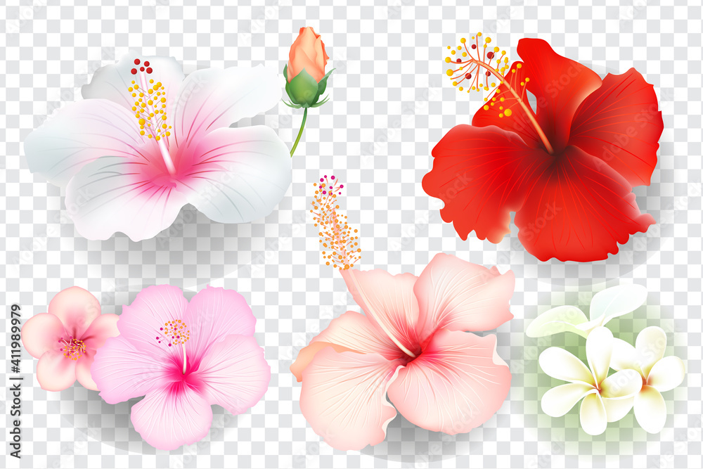 Tropical flowers set isolated on transparent background.