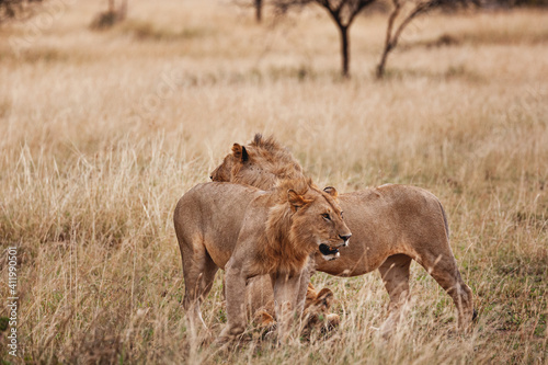 Animals in the wild - Young male lions of a pride in the Serengeti National Park, Tanzania © Bertrand Godfroid