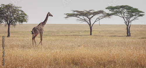 Animals in the wild - Serengeti landscape with a lonely giraffe wandering  Tanzania