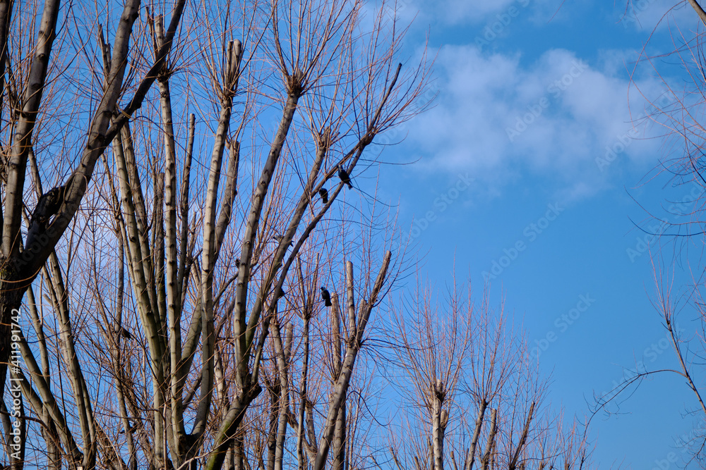Huge trees extends to sky. Dried and withered branches. Black crows landing on the branches of big trees. Huge trees extends to sky. Dried and withered branches. Black crows landing on the branches of big trees.