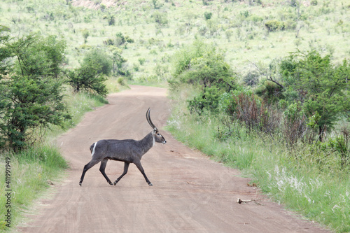 Male waterbuck crossing the road, Pilansberg Nature Reserve, South Africa photo