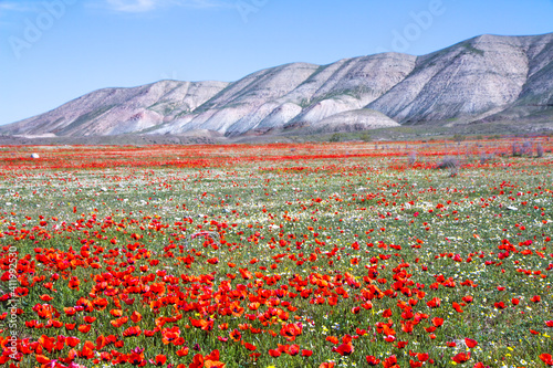 Beautiful red poppy flower field in colorful spring.