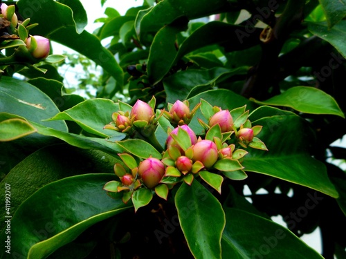 planta flor ora pro nobis - pereskia aculeata photo