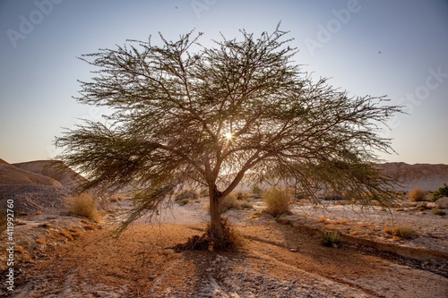 Tree in a desert in arava district in Israel