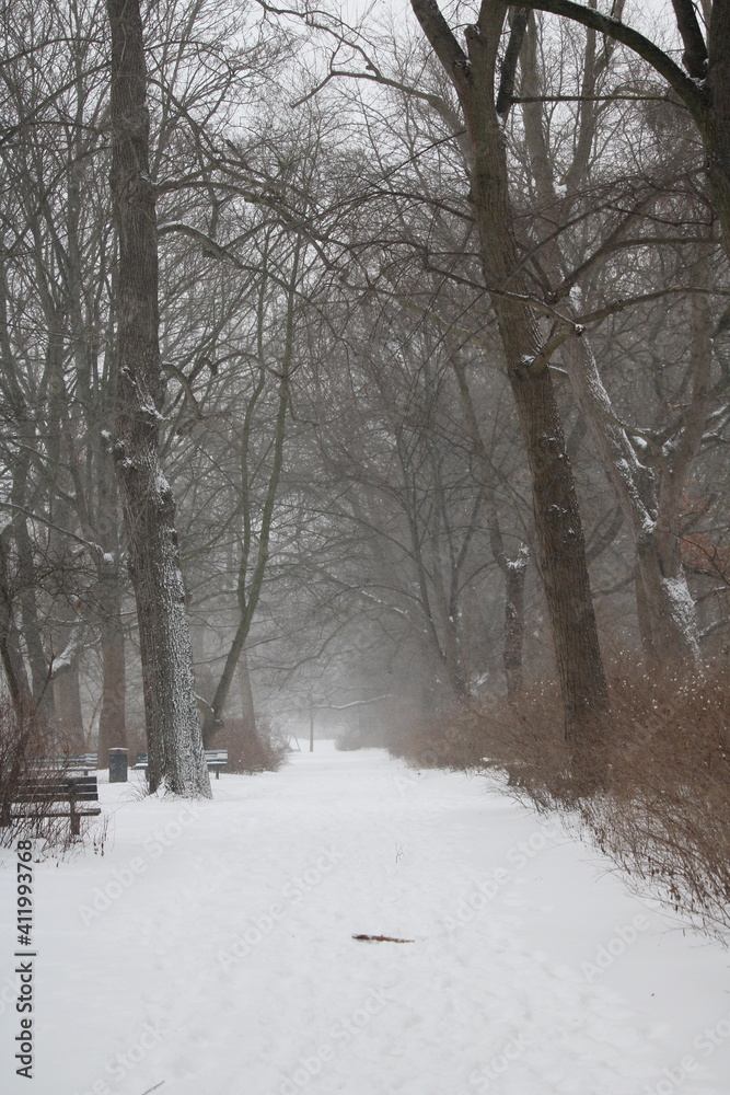 snow covered trees in the park snow covered trees in the park
