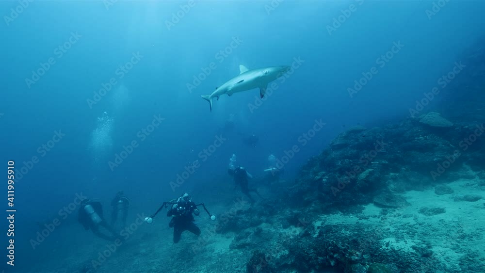 Scuba divers photographing and feeding sharks and tropical fish in ocean Scuba divers photographing and feeding sharks and tropical fish in ocean