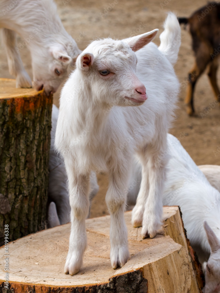 White goat kid in a Hungarian farmyard