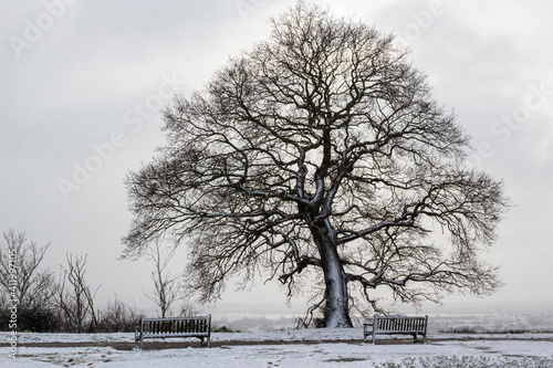 Bare Oak tree (Quercus) in winter at Leigh-on-Sea, Essex, England